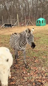 5.3K views · 164 reactions | And just like that the holiday weekend is over, starting off the week with Stripes our adorable Zebra and his BFF Stars. Happy Monday! 煉 | Indian Creek Zoo | Facebook