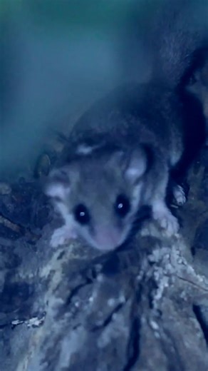 The three beasts of the canopy 🐹 #AntsCanada #ACfamily #antloveforever | AntsCanada