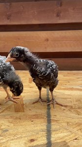 12K views · 268 reactions | Little Barred Plymouth Rock chicks ❤️ they’re adorable 殺 #babychickens #animallover #chicken | My lovely Animals | Facebook