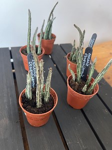 Seneccio Stapeliiformis Pickle Cactus Plant - Etsy UK