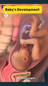 How baby develops in the Womb. | Davey & Danny