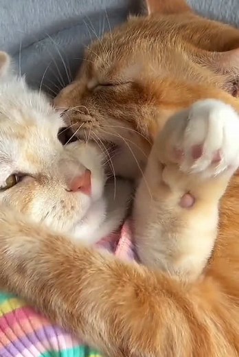 Cute Kitten Tabby: Charming Cat Sounds & Playful Moments