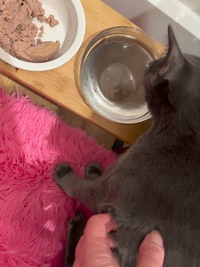 8.8K views · 274 reactions | Have the water raised next to a condo he can lean against. When Gatsby is supported he does shake as much. CH kitties shake more when they have to concentrate. | Sophia L’Orange Kitten Rescue | Facebook