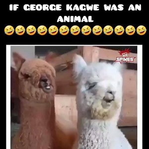 8.7K views · 697 reactions | Reposted from @spikestv | George Kagwe - The Actor | Facebook