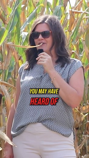 10K views · 113 reactions | Think GMO corn has all sorts of chemical...