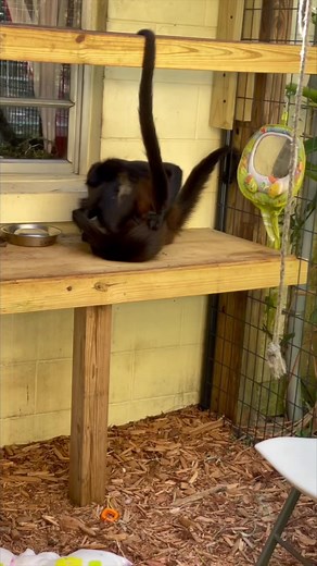 Spider monkey wrestling match #monkey #playing #fun #animalrescue #animals | The CARE Foundation