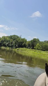 29K views · 187 reactions | Swimming for skulls. | Bison Bison Paleo Fossils | Facebook