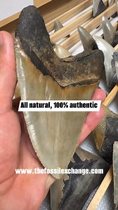 We recover our Megalodon teeth from the bottom of the Atlantic Ocean. They are covered in marine growth, but the beauty of these amazing fossils is revealed after a gentle cleaning. Each and every Megalodon tooth that we sell has been hand recovered by us. 100% natural fossils, guaranteed! #sharkteeth #teeth #scubadivers #scubadiving #sharkteethhunters #naturalhistory #ocean #natural #megalodon #oceanlife #history #scubalife #fishinglife #shark #fossils #sharks #fossilsale #sharkteethhunting | T
