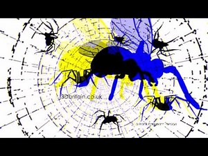 ColorCode 3D glasses only/ encounter between a spider and a fly