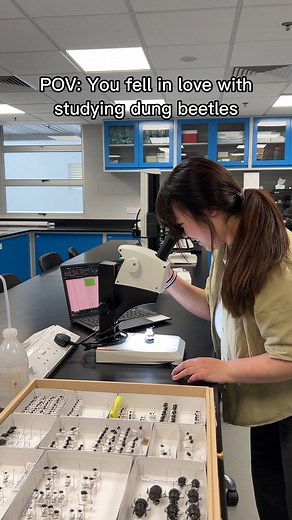 💩🪲 Dung beetles don't bug NTU Asian School of the Environment student Zann Teo. She unearthed her passion for them during an NTU CN Yang Scholars Programme research attachment in her freshmen year. Under this programme, CN Yang scholars have research attachments with NTU profs as early as in their first and second year of study. Immerse yourself in the rich and diverse research ecosystem on the #NTUsgSmartCampus. #NTUsg. It all starts here. #ApplyNTU Applications for all Singapore-Cambridge GC