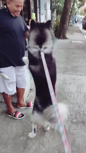 Yashica Husky on TikTok