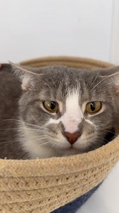 Doja is a very skittish young female we hope will learn to trust humans enough to get a forever home like her sister Rosalia did #wip #workinprogress #babysteps #skittish #straycat #thisisrescue #visit #help #socialize #open #daily #365 #days #a #year #furballfarmpetsanctuary #nonprofit #surreal #seeingisbelieving #spayandneuter #straycats www.FurballFarmPetSanctuary.com | Furball Farm Cat Sanctuary