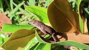 Brown Anole auf Magnolia Blatt Überwachung: Stockvideos & Filmmaterial (100 % lizenzfrei) 3814260977 | Shutterstock