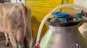 I get many questions regarding my milking machine, so I thought I’d answer the most common ones here. I use a custom built Simple PULSE machine, I purchased this setup for my goat herd, 3 years ago. It’s a silicon hose with two top flow inflations, filtering through an all in one bucket lid. The bucket lid has a single use disc filter under the blue cap, that’s changed after every milking. This eliminates having to filter my milk, once it’s in the can. I’ve been very satisfied with this machine 