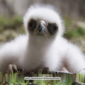 ตั้งแต่วินาทีที่พวกมันฟักออกมา นกอินทรีทองจะต้องต่อสู้เพื่อเอาชีวิตรอด แม้กระทั่งกับพี่น้องของมันเอง | Zono - bot