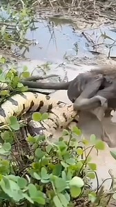 Amazingly Beautiful❤️#slingshot #slingshotride #sligshotride #slingshot #polarisslingshot #usa #sligshotlife #slingshots #slingshotrentals #slingshotclb (143) | Purple Rose Writer