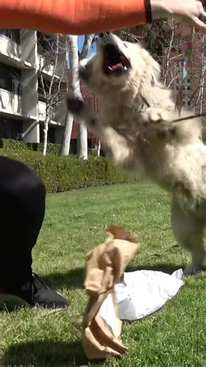 HopeForPaws on TikTok