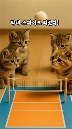 아기고양이 4남매 배구 경기! 스파이크 포즈까지 완벽😺🏐