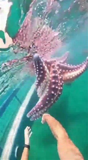 Waterslide into pool full of giant fish #funny #memes