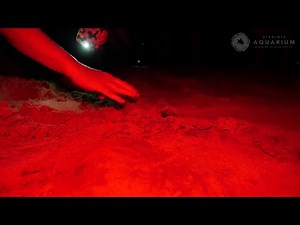 Loggerhead sea turtles hatching