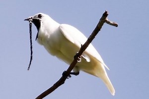 Beli zvončar je najglasnija ptica na svetu! (video) | BN