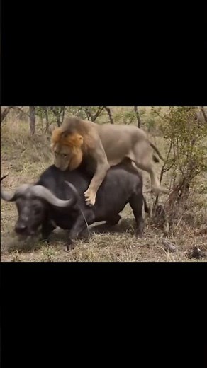 You Won't Believe What This Wild Buffalo Did to a Lion!
