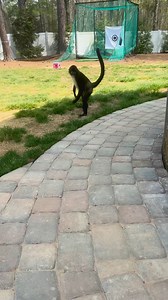 161K views · 4.1K reactions | dumpy walk 藍 | Keke Spidermonkey | Facebook