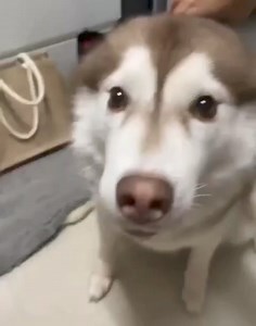 Adorable brown Husky 😝😝 | Husky Overload