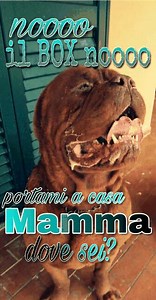 BRUTUS è un bellissimo dogue de Bordeaux di 3 anni e mezzo, taglia gigante! (78 kg) è abituato a vivere in famiglia, va d’accordo con cani femmina di qualsiasi dimensione ed anche con i gatti. Socializzato ed abituato ad una vita come parte integrante della famiglia Si trova a Pavia se non trova a breve casa verrà spostato in pensione fino ad adozione. è adottabile in tutto il centro nord Italia, da persone che conoscano la razza (o grandi molossoidi) e senza bambini. Per info ed adozione mandar