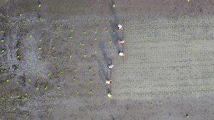 Farmer planting young paddy