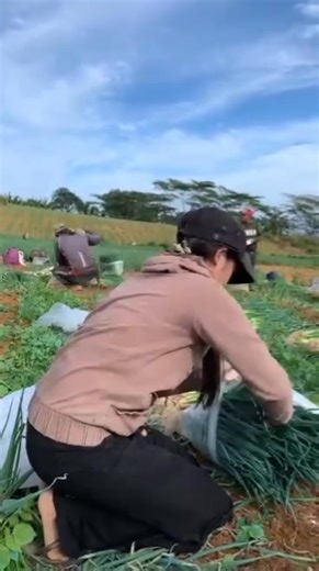 Harvesting shallots today #everyone | W bush vlog