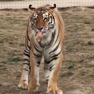 17K views · 952 reactions | All our store is 20 percent off. Use code CHICKEN at checkout. Link on our bio :) Toda nuestra tienda está al 20 por ciento de descuento. Usen el código CHICKEN al pagar. Link en nuestro bio :) #ThankYou #Gracias | The Black Jaguar-White Tiger Foundation | Facebook