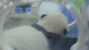 Let's hear it for the little "Calabash Baby", who hasn't been officially named yet. Born on Oct 18, the baby girl is Fu Lu's daughter. Now tell me, has this cutie successfully captured your heart? (Fu Lu's cub) #HiPanda #PandaTime #FBLive #HowGiantPandasGrowUp | iPanda