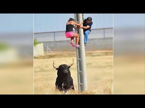 Funny Videos Of The Year Compilation, Try Not To Laugh, Best Memes