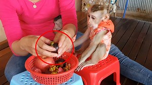 4.3K views · 159 reactions | Obedient Lovely Baby Sono Sit On The Chair Wafting Mom Peel Mango Steen Fruit Feed Him | Baby Lion | Facebook