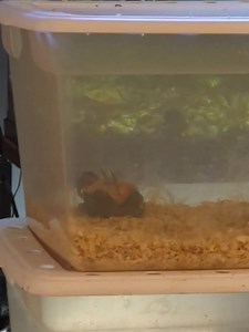 18 reactions · 6 comments | Oh. I almost died. I looked up and the baby Caique is lying on her back. | Daybird Aviaries | Facebook