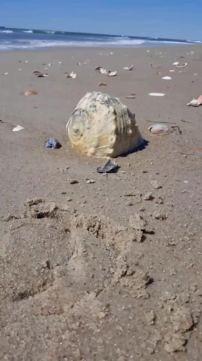 🐚 North Carolina treasure 🎥 @shelling_obx2tx on Instagram I Shackleford Banks, NC. #seashells #northcarolina #capelookoutnationalseashore #obx #beachlife | Cardinal & Pine