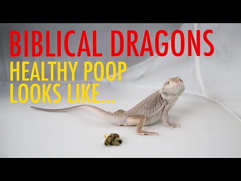 Bearded Dragon Pooping | What Healthy Poop Should Look Like