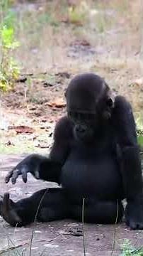 🐵Funny monkeys being silly | They will make you laugh