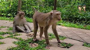 31K views · 905 reactions | Ooh ! Libby show king Mak of wild monkey that she need midwives support women during childbirth #MonkeyHelping #dailyTakeCareMonkeys #lovelifemonkeys #cutebabymonke #wildanimals #natureanimals #dailymonkeys #feedingbabiesmonkey #babiesmonkeyenjoyfruits #wilddiscoveryanimals | Monkey Helping | Facebook