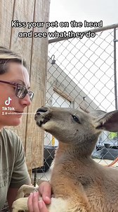 1.7K views · 14 reactions | I love getting Tyson Kisses in the morning! #kangaroo #cute #kisses #xoxoxoxo #morningvibes #australia #loverboy #goodboi #summervibes #petfriendly #pets #bestdayoftheweek #morningroutine #feelgoodvibes #love | Wildlife Command Center | Facebook