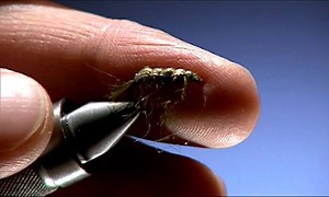 Brian Chan shows you how he ties his green shrimp fly pattern. This is the same fly in the video where he shows you his technique for fishing for rainbow trout in stillwaters with the green shrimp fly. | FlyFishingClassic