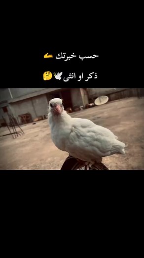 ‏#حمام #foryou #fyp #ترويض #سلسلة