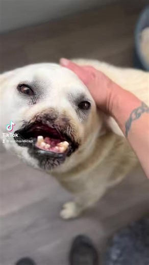 Buzuka notre princesse ❤️#suzihandicapanimal #pourtoii #pourtoi #pourtoipage #pourtoi #handicap #cute #animal #sauvetage #sauvetageanimaux #courage #dog #dogsoftiktok | Association Suzi Handicap Animal officiel