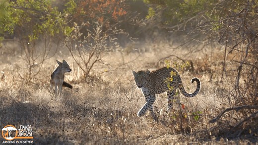 The two resident black backed jackals did not want this young female leopard to settle in their territory for her daily nap. They were very vocal and was only satisfied that she left once she disappeard into the dry riverbed thicket. Based on her facial expressions she was not impressed by the comotion. We later learned that the leopards name was Xihlambana meaning "cheeky" and that she was born and raised in Kapama. #twigatravelafrica #leopardess #jackal #wildlifeconservation #africananimals | 
