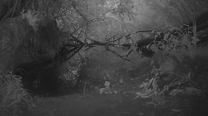 Une caméra cachée installée dans la nature : découvrez ce qu’elle a filmé