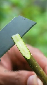 Propagation Apple tree by grafting & plant care EP109 #grafting #appletree | GardeningFruit