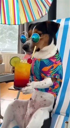 Dog Creates a Beach Scene at Home 🐶🏖️ | Creative Pet Moment