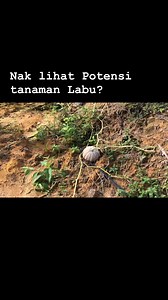 14K views · 220 reactions | #Throwback #labumanis Tanaman labu selain memaksimakan penggunaan ruang dan tenaga pekerja ia juga baik didalam mengawal pertumbuhan lalang dan semaksamun selain ia menjaga kelembapan tanah. #thekebuntengkek #ladangdurianmoden #kebunmoden #AgroDevelopment #agroeducation #thekebun #agrotourism #kampungtengkek #pilahdelfia | The Kebun | Facebook
