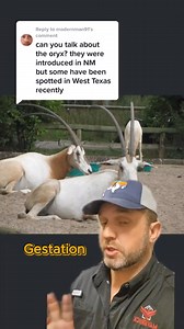 Scimitar Oryxs #scimitar #oryx #exotics #exoticstexas #Texashunting #newmexico#jamesbigleyranches | James Bigley Ranches